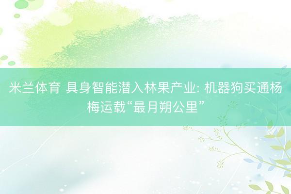 米兰体育 具身智能潜入林果产业: 机器狗买通杨梅运载“最月朔公里”